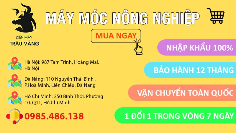 cách làm cát vệ sinh cho mèo